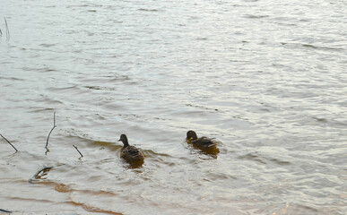 Wild ducks  swimming in the river in grey autumn day. 