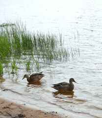 Wild ducks in the river in grey autumn day. 