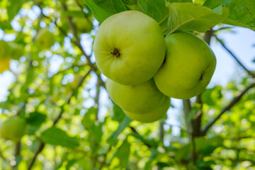 three green apples growing on an apple tree in nature in summer
