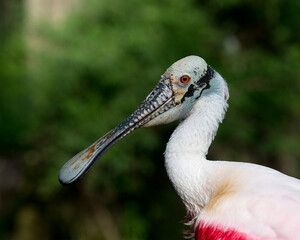 Roseate Spoonbill Stock Photos. Roseate Spoonbill head close-up view profile head, bill, eye, neck, in its environment and habitat with blur background. Image. Portrait. Picture.