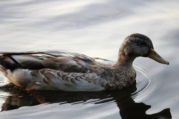 Close up of a female Mallard Duck at dawn