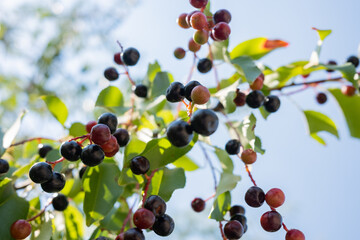 Prunus padus, grapes, cherries on branch in nature in summer