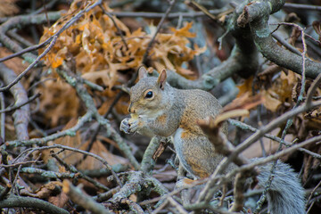 squirrel in the park