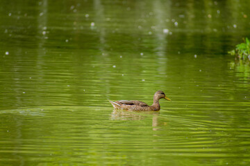 Duck on Green Lake