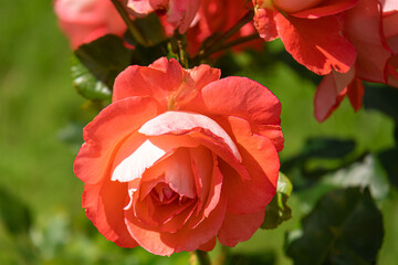 red rose in garden
