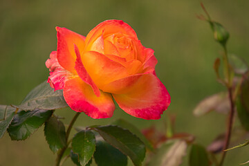 red rose in garden