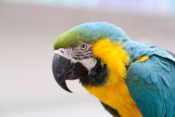 ルリコンゴウインコの顔のアップ