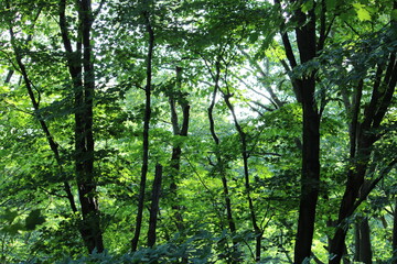 Green Forest with sunlight in background