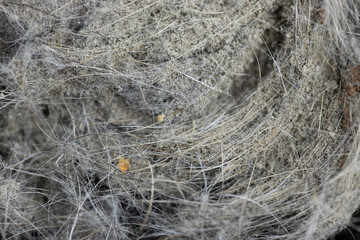 Pile of garbage dust from the vacuum cleaner. Macro shot. Selective focus.