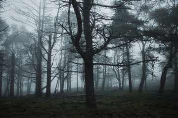 silhouet of the tree in the mystical forest, morning fog