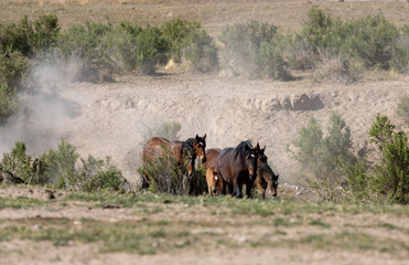 Herd of Wild Horses in the Utah Desert