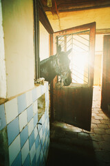 Closeup of a black sporting horse in the stable.