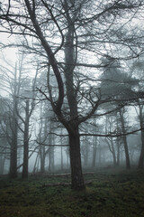 Fototapeta na wymiar silhouet of the tree in the mystical forest, morning fog