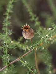 Dry bud among green vegetation.