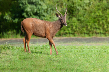 Wild deer, a rare animal in Southeast Asia, is another protected species found in national parks. Zoos and sanctuaries only