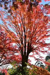 Fototapeta premium 透過光で輝く朱色の紅葉と立派な木