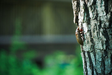 木の幹で羽化場所を探すセミの幼虫