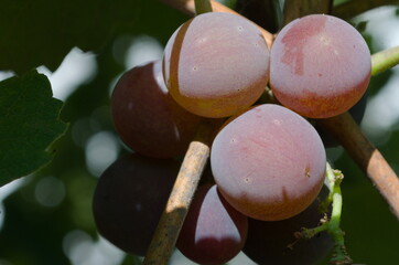 grapes in the garden