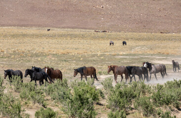 Herd of Wild Horses in the Utah Desert