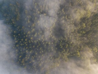 Misty trees from above. Aerial view of Morning fog and sunrise in autumn. Beautiful romantic atmosphere in landscape. Summer time in national park.
Universal panoramic landscape view of spruce forest.