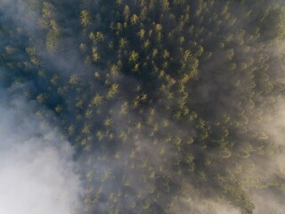 Misty trees from above. Aerial view of Morning fog and sunrise in autumn. Beautiful romantic atmosphere in landscape. Summer time in national park.
Universal panoramic landscape view of spruce forest.