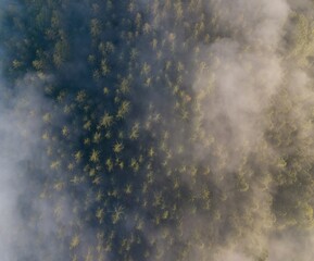 Misty trees from above. Aerial view of Morning fog and sunrise in autumn. Beautiful romantic atmosphere in landscape. Summer time in national park.
Universal panoramic landscape view of spruce forest.