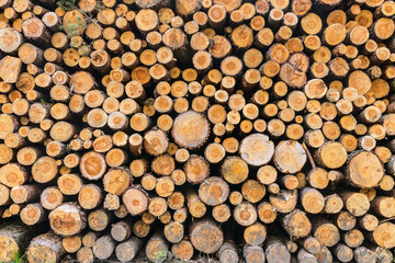 Large stack of logs from cut pine trees