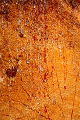 Resin dripping from the trunk of a cut pine tree. Shallow depth of field