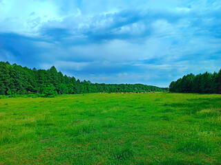 cows graze in pasture near the forest. Summer landscape