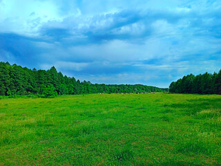 Obraz premium cows graze in pasture near the forest. Summer landscape