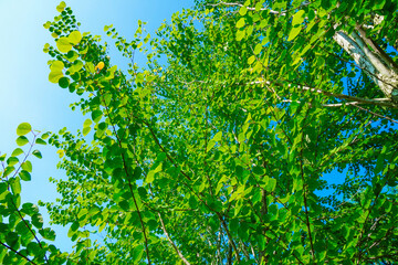 見上げた新緑の木と空