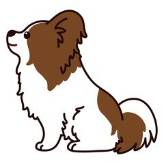 Outlined brown and white Papillon sitting in side view