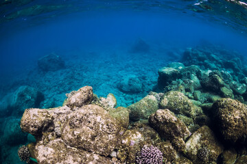 Naklejka na ściany i meble Tranquil underwater scene. Tropical blue ocean