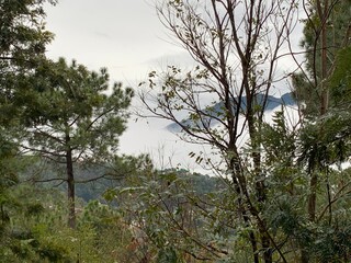 trees in the forest