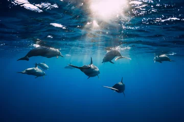 Tischdecke Dolphins underwater in blue tropical ocean. © artifirsov