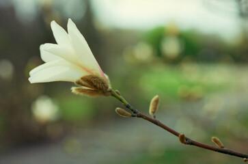 Close-up of a blossoming magnolia tree in spring in the forest. Real grain scanned film.