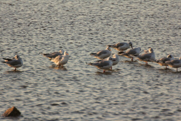 Fototapeta premium Colorfull flamingos in the sunset, Puglia Italy