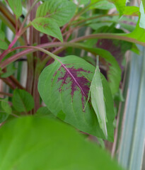 leaves of a tree