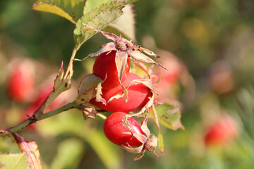 wild rose hips