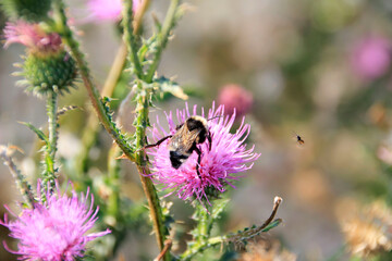milk thistle flower and insects, honey plant provides insects with nutritious nectar for life, insects, in turn, provide pollination of plants