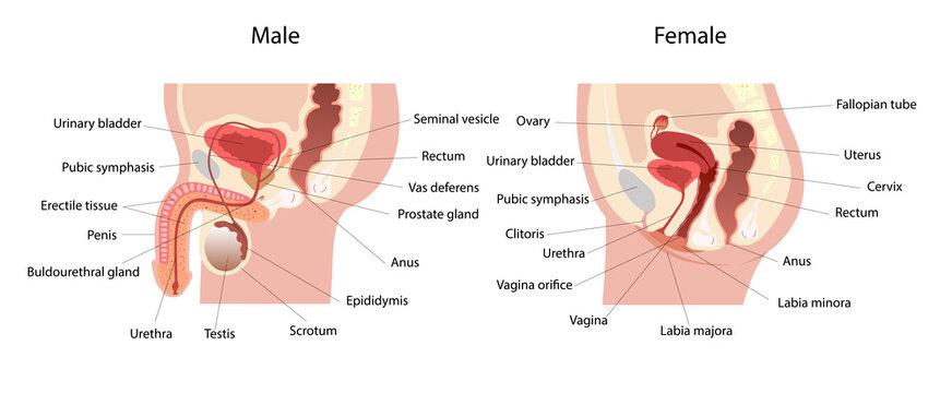 Male and female reproductive system median section with main parts labeled.