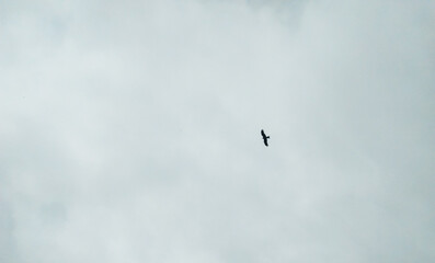 birds in the sky