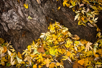 The roots of a tree covered with fallen leaves.