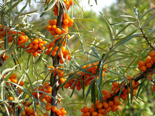  sea buckthorn fruit