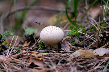 White round mushroom grows in the forest. Dark photo, blurred background