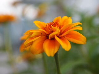 Single orange wild flower set in a blurred garden background 
