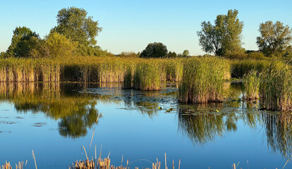 Obraz premium autumn views golf course marsh cut down cattails