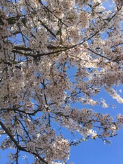 blooming tree