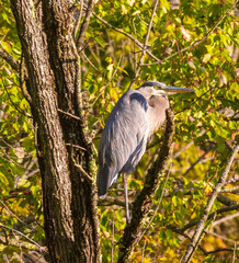 Great blue heron perched on a branch on the forest