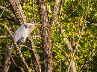 Great blue heron looking right while perched on a branch